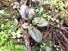 Viola maximowicziana