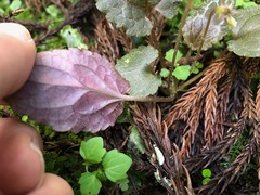 Viola maximowicziana