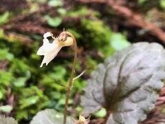 Viola maximowicziana