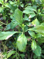 Pachysandra