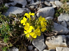 Erysimum rhaeticum