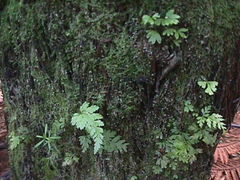 Dicksonia squarrosa