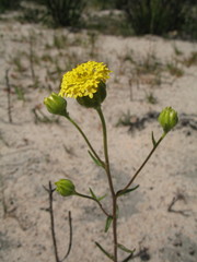 Podotheca chrysantha