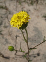 Podotheca chrysantha