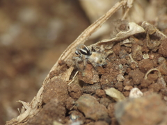 Stenaelurillus vyaghri