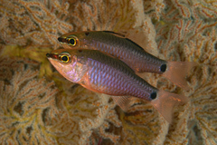 False Ear-Spot Cardinalfish photo 5