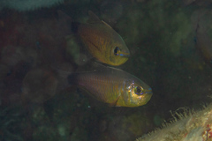 Taeniamia macroptera