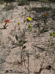 Podotheca chrysantha