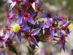 Calytrix eneabbensis