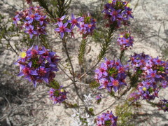 Calytrix eneabbensis