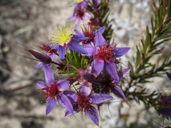 Calytrix eneabbensis