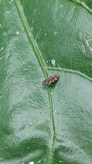 Hemiptera
