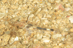 Fusigobius inframaculatus