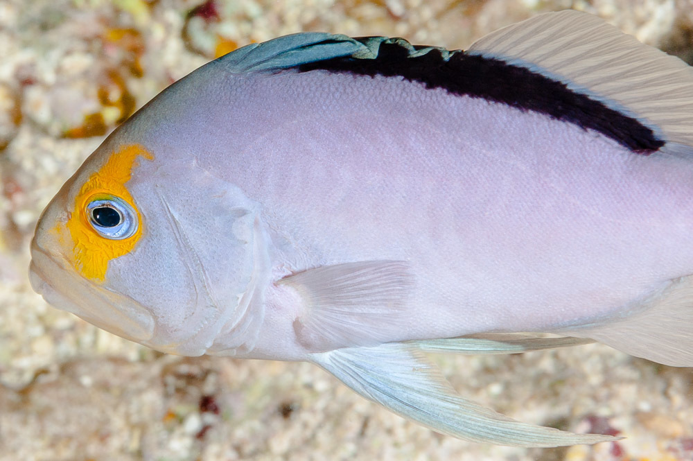 Yellowface Soapfish