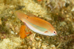 Cirrhilabrus temminckii