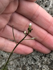 Rorippa laciniata