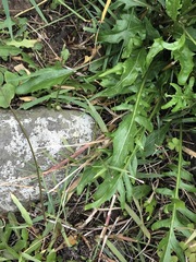 Rorippa laciniata