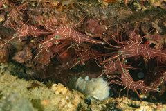 Rhynchocinetes durbanensis