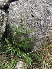 Rorippa laciniata