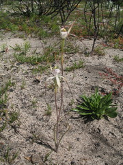 Caladenia denticulata albicans