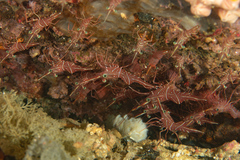 Rhynchocinetes durbanensis