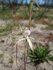 Caladenia denticulata albicans