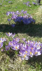 Crocus heuffelianus scepusiensis