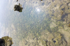 Thalassia hemprichii