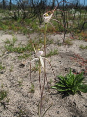 Caladenia denticulata albicans