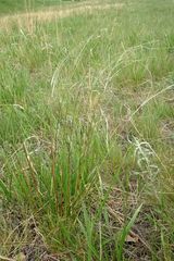 Stipa zalesskyi