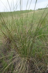 Stipa zalesskyi