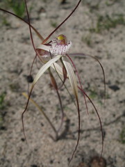 Caladenia denticulata albicans