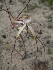 Caladenia denticulata albicans