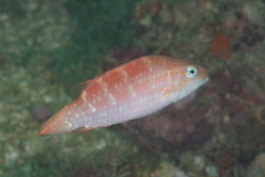 Oxycheilinus orientalis
