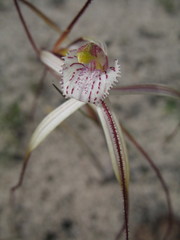 Caladenia denticulata albicans
