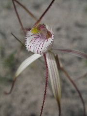 Caladenia denticulata albicans