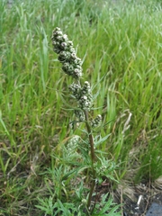 Artemisia tilesii