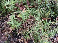 Banksia pellaeifolia