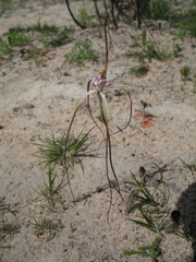 Caladenia denticulata albicans