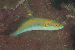 Stethojulis interrupta
