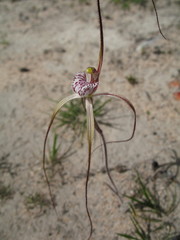 Caladenia denticulata albicans
