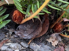 Banksia pellaeifolia