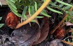 Banksia pellaeifolia
