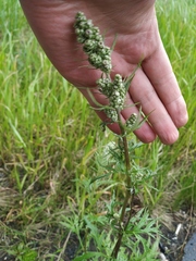Artemisia tilesii