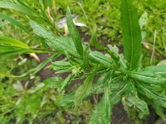 Chamaenerion angustifolium