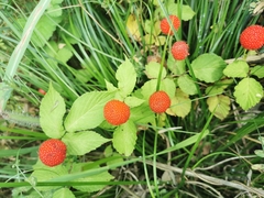 Rubus hirsutus