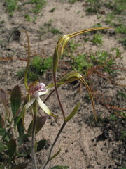 Caladenia longicauda borealis
