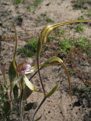 Caladenia longicauda borealis