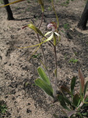 Caladenia longicauda borealis