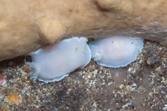 Doriopsilla capensis